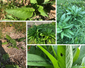 Collage of Comfrey Crown